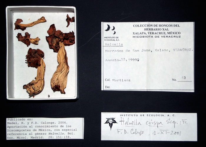 Helvella crispa